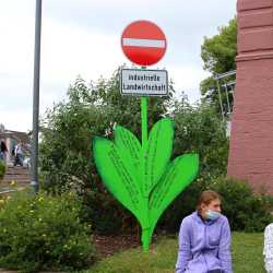 Bemerkenswerte Blumen erblühen auf Schulhof 