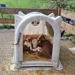 Landwirtschaft hautnah: Sechstklässler besuchen Untermühlbachhof