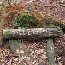 Waldmobil macht angehende Erzieher*innen zu Klimakönnern